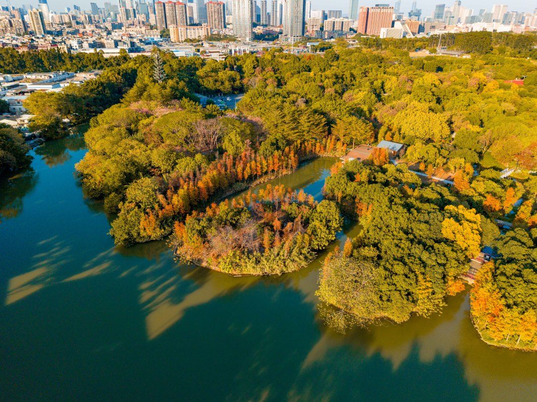 冬日限定“美拉德”美景上線！海珠濕地落羽杉進入最佳觀賞期