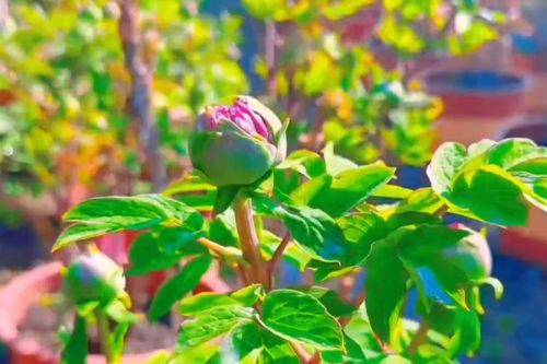 春節(jié)到華南國家植物園賞牡丹啦