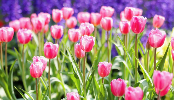 一秒踏入春天！廣州整片「郁金香花?！箒?lái)了！賞花攻略請(qǐng)查收→