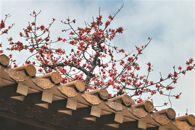 港區(qū)代表委員全國(guó)兩會(huì)為“英雄花開英雄城”系列活動(dòng)打call