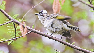 “鳥節(jié)”“愛鳥周”啟動 全市公園景區(qū)聯(lián)動開展宣傳活動