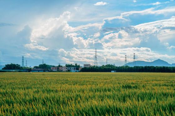 南沙區(qū)廟貝村：生態(tài)優(yōu)先綠色發(fā)展，激活鄉(xiāng)村經(jīng)濟“自我輸血”