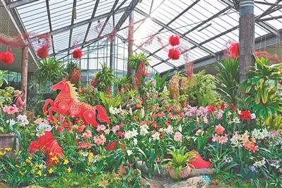 華南國家植物園溫室朱頂紅盛放 清明假期迎最佳觀賞期