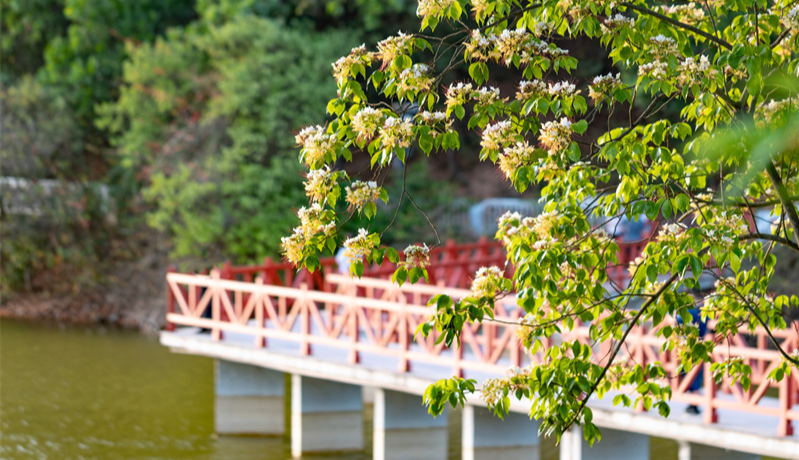 魚(yú)木花開(kāi)滿城香！快來(lái)白云打卡這片金色瀑布